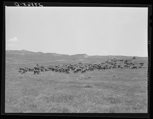 Untitled photo, possibly related to: Roundup. William Tonn ranch, Custer County, Montana
