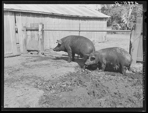 Hogs. Kimberley farm, Jasper County, Iowa