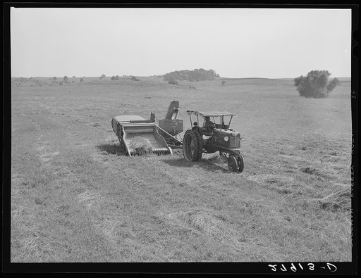 Harvesting timothy grass seed. Jasper County, Iowa