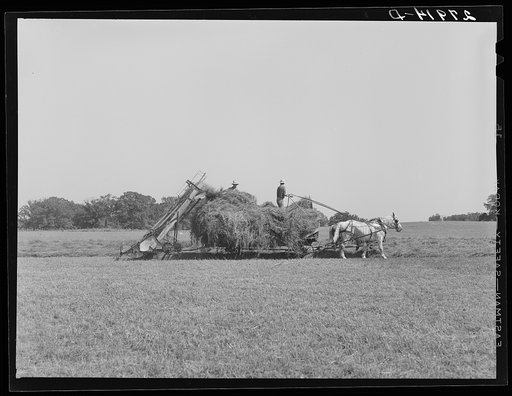 Untitled photo, possibly related to: Loading hay with automatic loader. Maxwell farm, Jasper County, Iowa