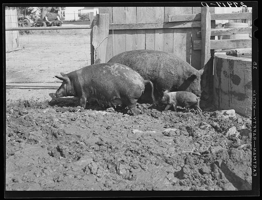 Untitled photo, possibly related to: Hogs. Kimberley farm, Jasper County, Iowa