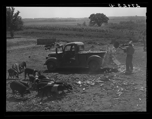 Untitled photo, possibly related to: Bud Kimberley calling the hogs. Jasper County, Iowa