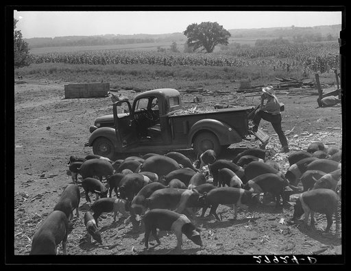 Bud Kimberley calling the hogs. Jasper County, Iowa