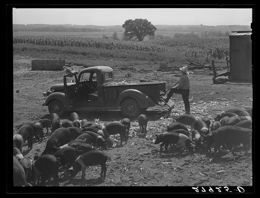 Untitled photo, possibly related to: Bud Kimberley calling the hogs. Jasper County, Iowa