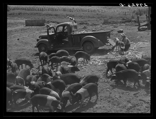 Untitled photo, possibly related to: Bud Kimberley calling the hogs. Jasper County, Iowa
