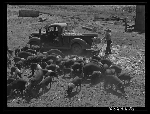 Untitled photo, possibly related to: Bud Kimberley calling the hogs. Jasper County, Iowa