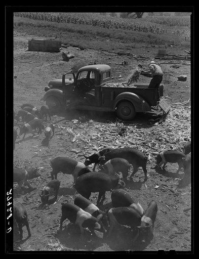Feeding hogs. Kimberley farm, Jasper County, Iowa