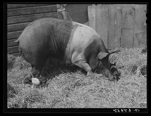 Untitled photo, possibly related to: Sow with litter. Kimberley farm, Jasper County, Iowa