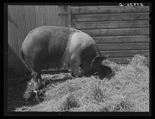 Untitled photo, possibly related to: Sow with litter. Kimberley farm, Jasper County, Iowa