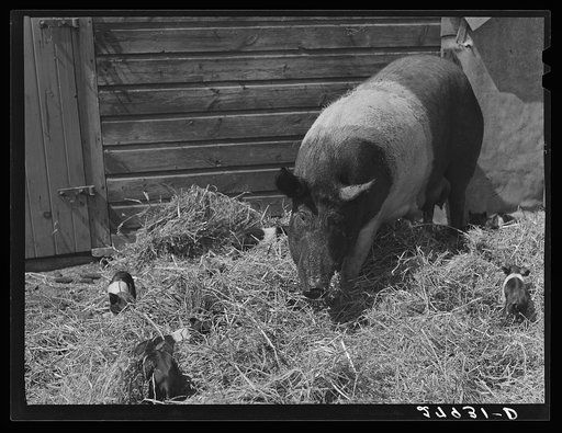 Sow with litter. Kimberley farm, Jasper County, Iowa