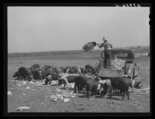 Feeding corn to hogs. Kimberley farm, Jasper County, Iowa