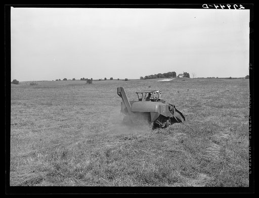 Harvesting timothy seed with combine. Jasper County, Iowa