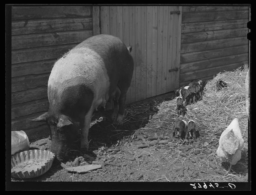 Untitled photo, possibly related to: Sow with litter. Kimberley farm, Jasper County, Iowa
