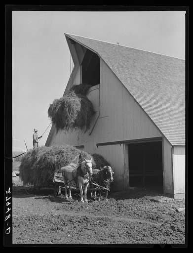 Filling the hayloft. Maxwell farm, Jasper County, Iowa