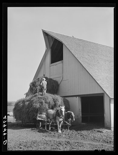 Untitled photo, possibly related to: Filling the hayloft. Maxwell farm, Jasper County, Iowa