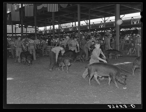 Untitled photo, possibly related to: Showing the prizewinning hogs at the central Iowa Fair. Marshalltown, Iowa