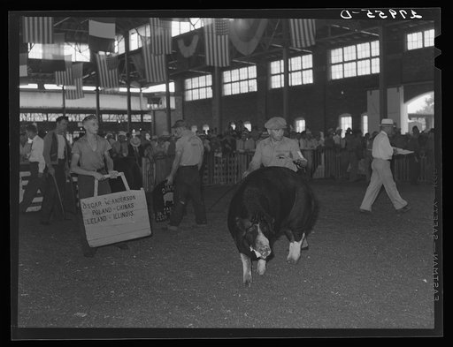 Marshalltown, Iowa. The Central Iowa 4-H Club Fair. Showing the prize-winning hogs.