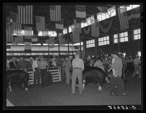 Untitled photo, possibly related to: Showing the prizewinning hogs at the central Iowa Fair. Marshalltown, Iowa