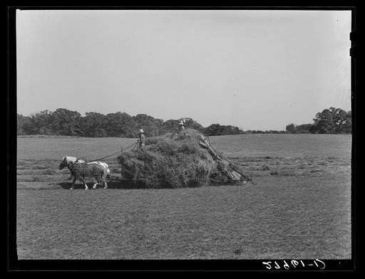 Loading hay with automatic loader. Maxwell farm, Jasper County, Iowa