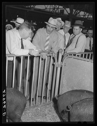 Hog auction. Iowa State Fair, Des Moines, Iowa
