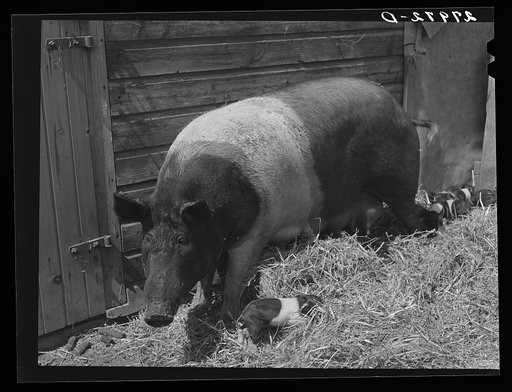 Untitled photo, possibly related to: Sow with litter. Kimberley farm, Jasper County, Iowa