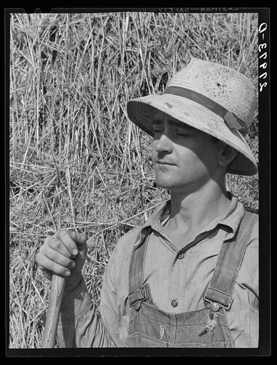 Untitled photo, possibly related to: Timothy seed. Jasper County, Iowa