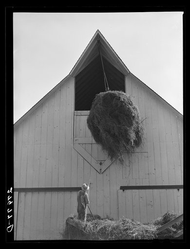 Loading hay into barn. Maxwell farm, Jasper County, Iowa