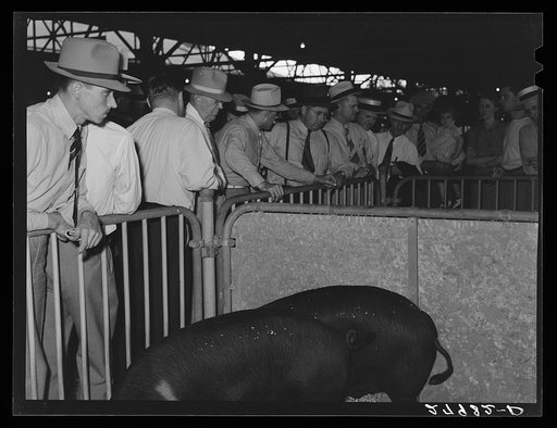 Untitled photo, possibly related to: Prizewinning hogs at Iowa State Fair, Des Moines, Iowa