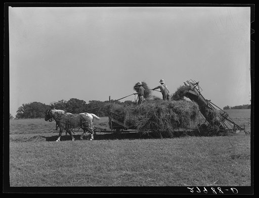Loading hay mechanically. Jasper County, Iowa