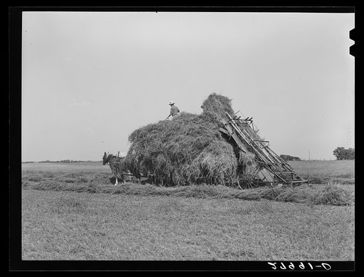Untitled photo, possibly related to: Automatic hay-loader. Maxwell farm, Jasper County, Iowa