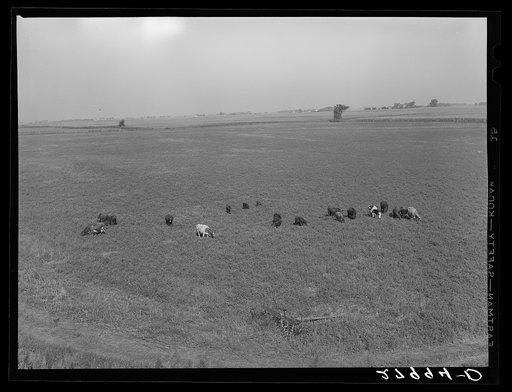 Untitled photo, possibly related to: Farm. Hardin County, Iowa