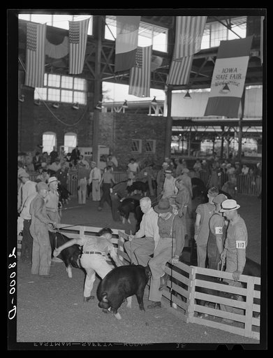 Untitled photo, possibly related to: Judging 4-H Club pigs. Iowa State Fair, Des Moines, Iowa