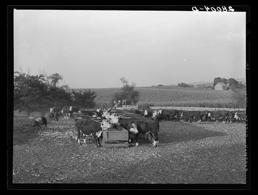 Feeding cattle. Leo Gannon farm, Jasper County, Iowa