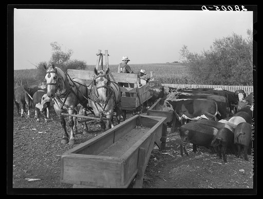 Feeding cattle. Gannon farm, Jasper County, Iowa