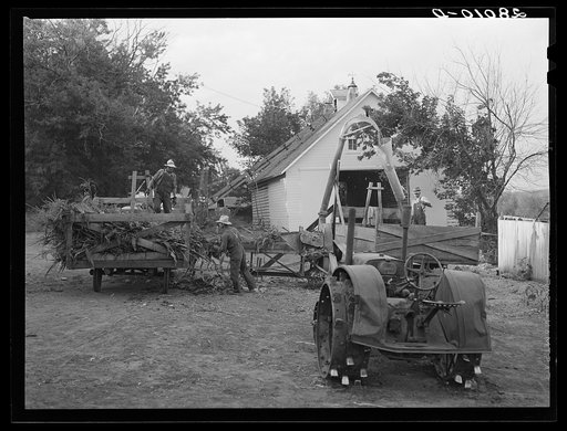 Mixing green corn with dry corn for feeding cattle. Gannon farm, Jasper County, Iowa