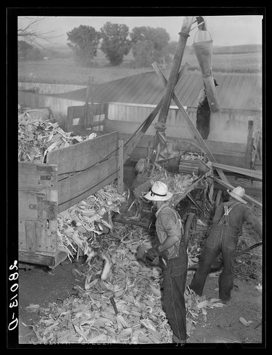 Untitled photo, possibly related to: Grinding corn for cattle feed. Leo Gannon farm, Jasper County, Iowa
