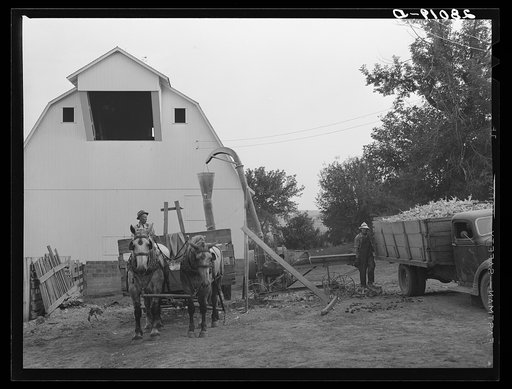 Mixing feed for cattle: green corn, dry corn and oats. Gannon farm, Jasper County, Iowa