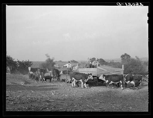 Untitled photo, possibly related to: Feeding Hereford cattle. Gannon farm, Jasper County, Iowa