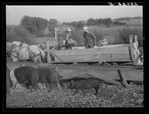 Feeding hogs on Leo Gannon farm. Jasper County, Iowa