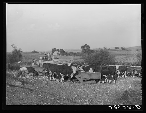 Feeding Hereford cattle. Gannon farm, Jasper County, Iowa