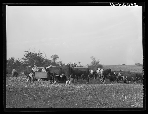 Untitled photo, possibly related to: Feeding Hereford cattle. Gannon farm, Jasper County, Iowa