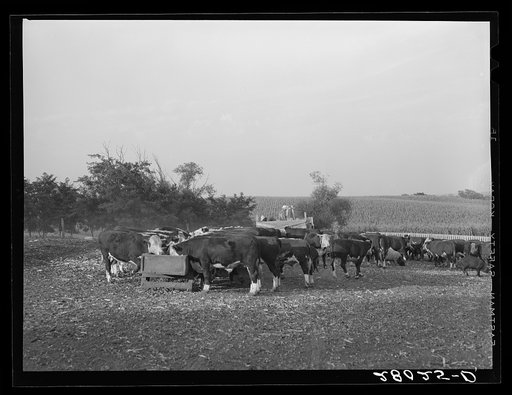 Untitled photo, possibly related to: Feeding Hereford cattle. Gannon farm, Jasper County, Iowa