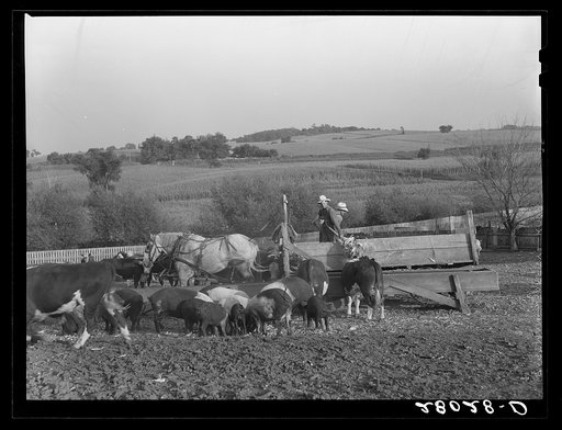 Untitled photo, possibly related to: Feeding hogs on Leo Gannon farm. Jasper County, Iowa