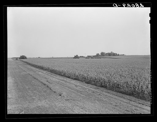 Corn field. Kimberley farm, Jasper County, Iowa