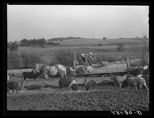 Feeding cattle and hogs. Leo Gannon farm, Jasper County, Iowa