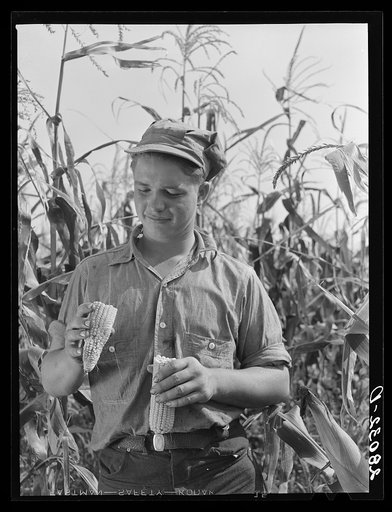 Bud Kimberley, young farmer, examines hybrid corn. Jasper County, Iowa