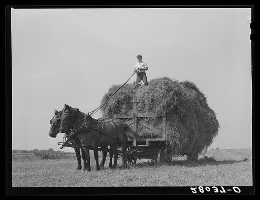 Howard Kimberley on hay wagon. Jasper County, Iowa