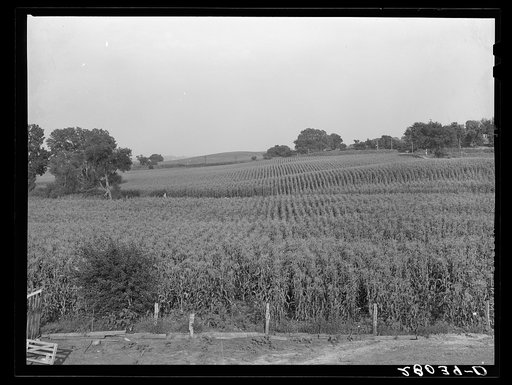 Cornfield. Gannon farm, Jasper County, Iowa