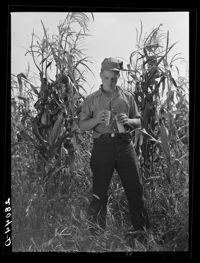Bud Kimberley, young farmer, examines hybrid corn, Jasper County, Iowa