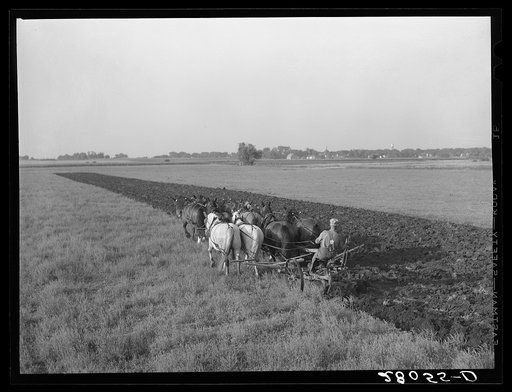 Plowing with ten-horse team. Ryken farm, Hardin County, Iowa